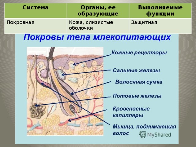 Система Покровная Органы, ее образующие Выполняемые функции Кожа, слизистые оболочки Защитная Покровная система 
