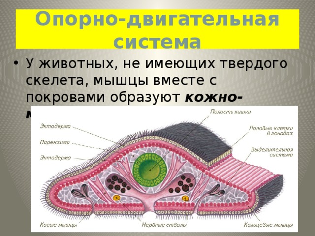 Опорно-двигательная система У животных, не имеющих твердого скелета, мышцы вместе с покровами образуют кожно-мускульный мешок . 