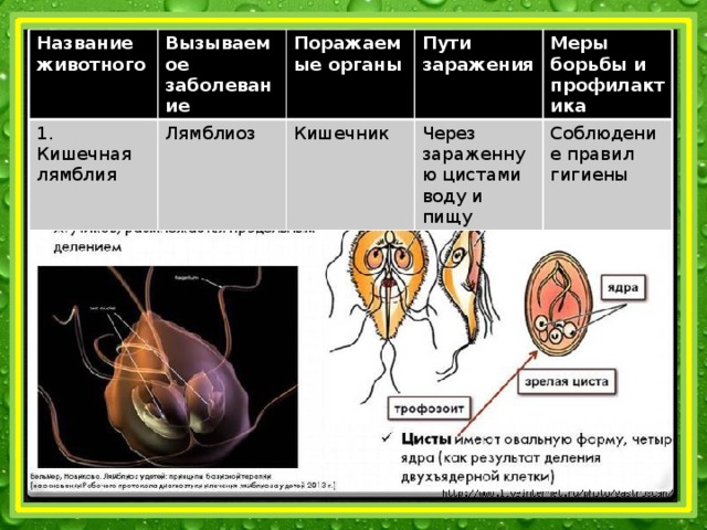 Название животного Вызываемое заболевание 1. Кишечная лямблия Поражаемые органы Лямблиоз Пути заражения Кишечник Меры борьбы и профилактика Через зараженную цистами воду и пищу Соблюдение правил гигиены 