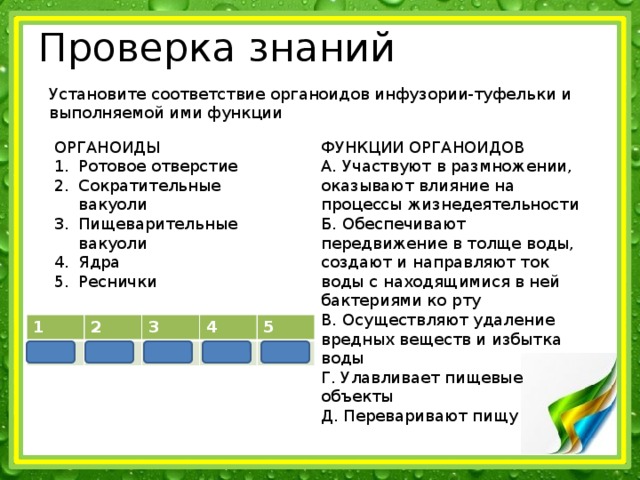 Проверка знаний Установите соответствие органоидов инфузории-туфельки и выполняемой ими функции ОРГАНОИДЫ ФУНКЦИИ ОРГАНОИДОВ Ротовое отверстие Сократительные вакуоли Пищеварительные вакуоли Ядра Реснички А. Участвуют в размножении, оказывают влияние на процессы жизнедеятельности Б. Обеспечивают передвижение в толще воды, создают и направляют ток воды с находящимися в ней бактериями ко рту В. Осуществляют удаление вредных веществ и избытка воды Г. Улавливает пищевые объекты Д. Переваривают пищу 1 Г 2 В 3 4 Д 5 А Б 