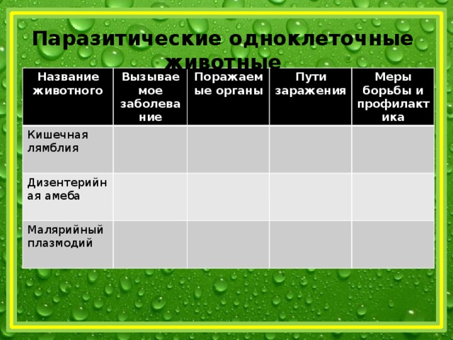Паразитические одноклеточные животные Название животного Вызываемое заболевание Кишечная лямблия Поражаемые органы Дизентерийная амеба Пути заражения Малярийный плазмодий Меры борьбы и профилактика 