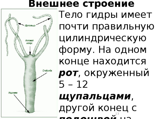 Внешнее строение Тело гидры имеет почти правильную цилиндрическую форму. На одном конце находится рот , окруженный 5 – 12 щупальцами , другой конец с подошвой на конце