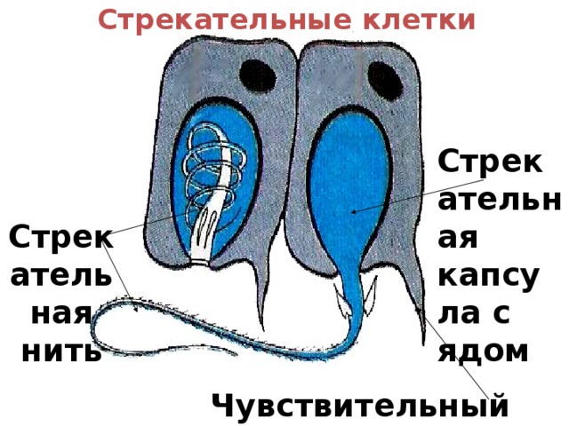 Стрекательные клетки Стрекательная капсула с ядом Стрекательная нить Чувствительный волосок