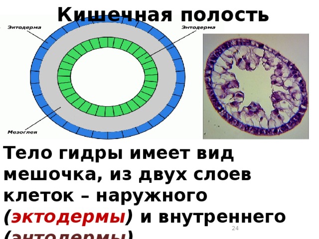 Кишечная полость Тело гидры имеет вид мешочка, из двух слоев клеток – наружного ( эктодермы ) и внутреннего ( энтодермы ).