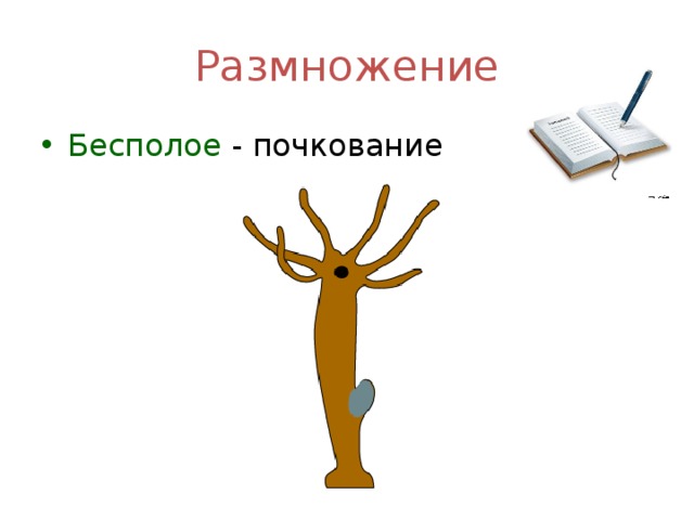 Размножение Бесполое - почкование 