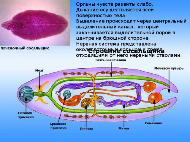 Органы чувств развиты слабо. Дыхание осуществляется всей поверхностью тела. Выделение происходит через центральный выделительный канал , который заканчивается выделительной порой в центре на брюшной стороне. Нервная система представлена окологлоточным кольцом и тремя отходящими от него нервными стволами. 