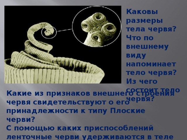 Каковы размеры тела червя? Что по внешнему виду напоминает тело червя? Из чего состоит тело червя?  Какие из признаков внешнего строения червя свидетельствуют о его принадлежности к типу Плоские черви? С помощью каких приспособлений ленточные черви удерживаются в теле своего хозяина? 