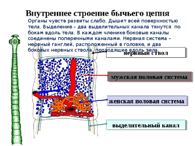 Органы чувств развиты слабо. Дышит всей поверхностью тела. Выделение – два выделительных канала тянутся по бокам вдоль тела. В каждом членике боковые каналы соединены поперечными каналами. Нервная система – нервный ганглий, расположенный в головке, и два боковых нервных ствола, проходящие вдоль тела. 