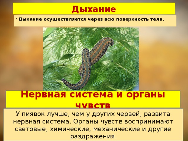 Дыхание Дыхание осуществляется через всю поверхность тела. Нервная система и органы чувств У пиявок лучше, чем у других червей, развита нервная система. Органы чувств воспринимают световые, химические, механические и другие раздражения .
