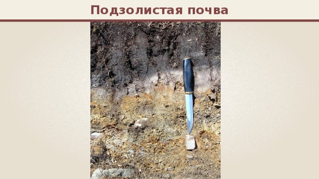 Подзолистая почва 