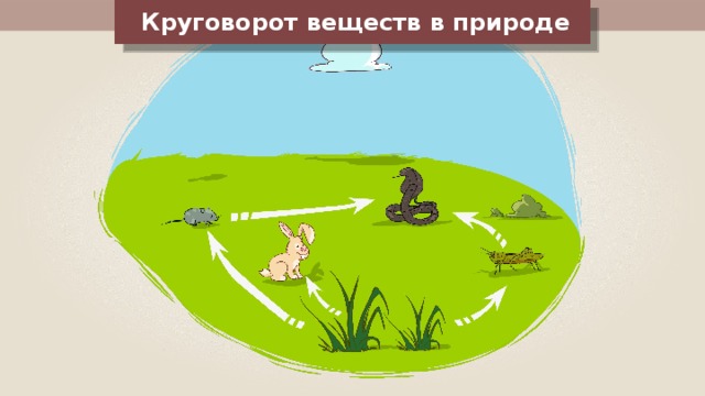 Круговорот веществ в природе 