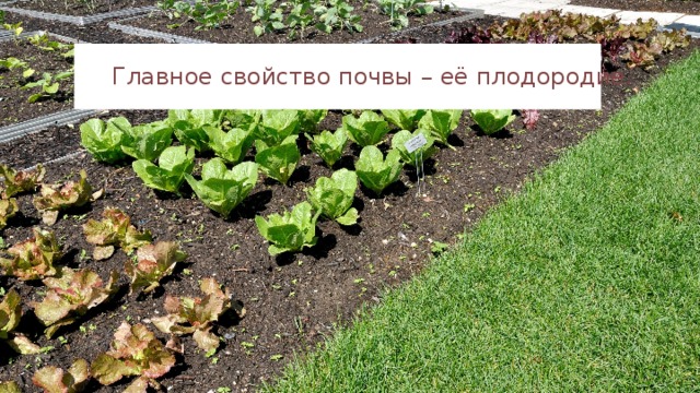 Главное свойство почвы – её плодородие. 