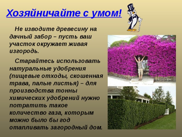 Хозяйничайте с умом!  Не изводите древесину на дачный забор – пусть ваш участок окружает живая изгородь.  Старайтесь использовать натуральные удобрения (пищевые отходы, скошенная трава, палые листья) – для производства тонны химических удобрений нужно потратить такое количество газа, которым можно было бы год отапливать загородный дом.  
