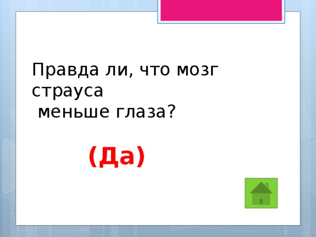 Правда ли, что мозг страуса  меньше глаза? (Да) 