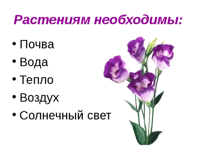 Растениям необходимы: Почва Вода Тепло Воздух Солнечный свет  
