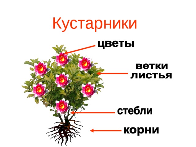 Кустарники 