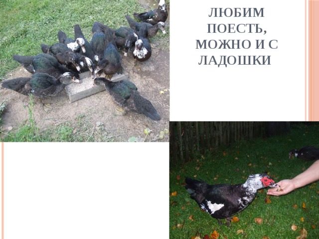 Любим поесть, можно и с ладошки 