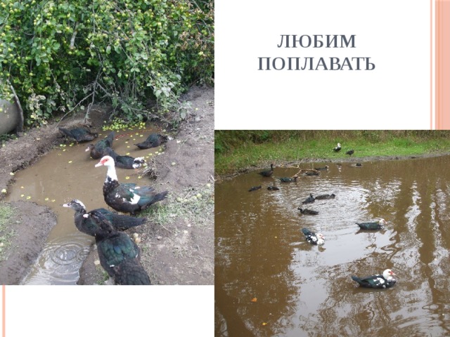 Любим поплавать 