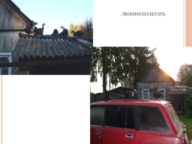  любим полетать 