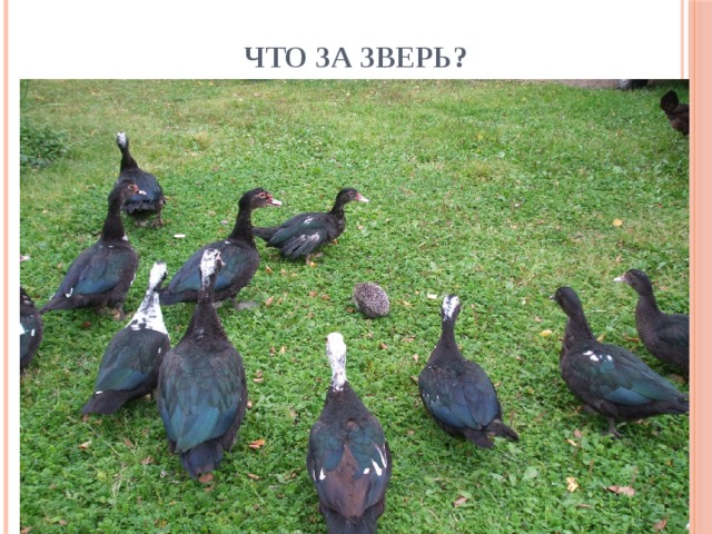 Что за зверь? 