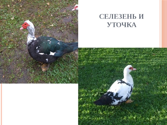 Селезень и уточка 