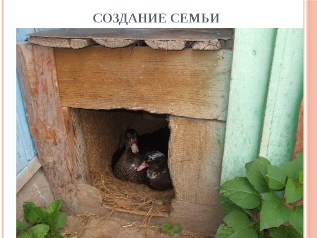 Создание семьи 