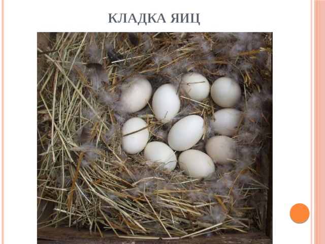 Кладка яиц 
