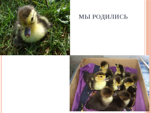 Мы родились 