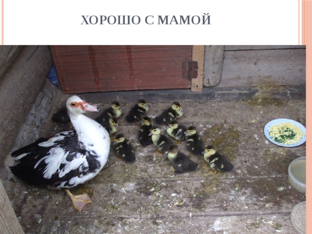 Хорошо с мамой 