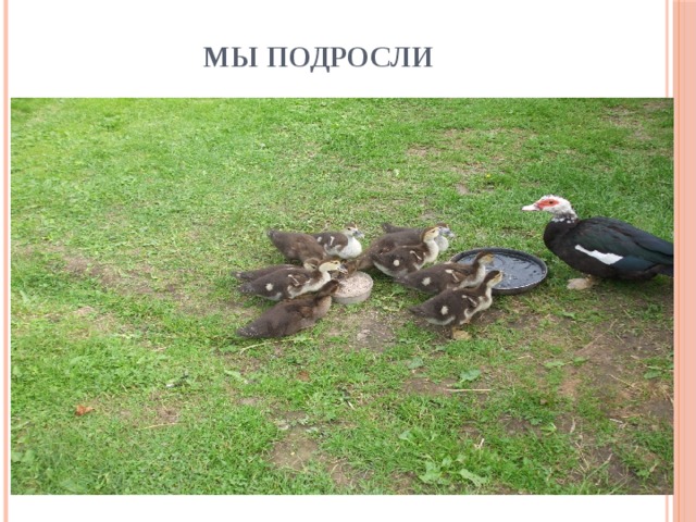 Мы подросли 