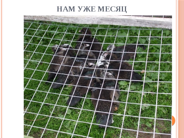 Нам уже месяц 