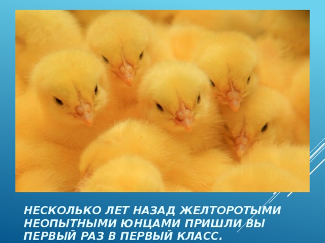 Несколько лет назад желторотыми неопытными юнцами пришли вы первый раз в первый класс. 
