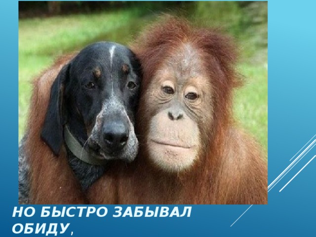 но быстро забывал обиду , 