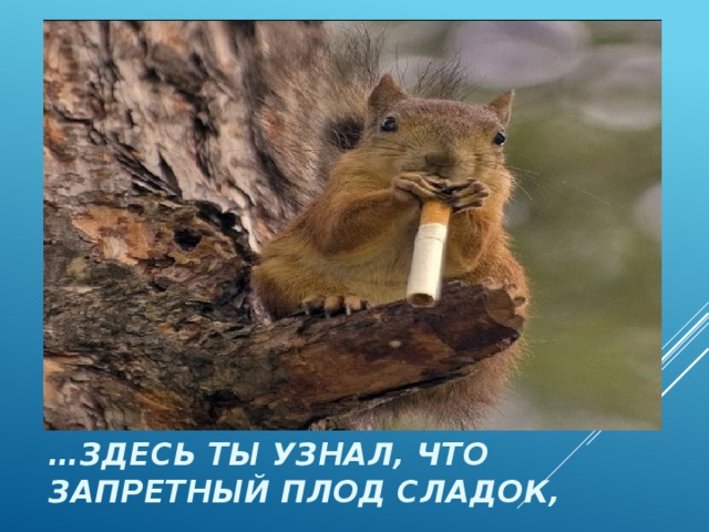 … здесь ты узнал, что запретный плод сладок, 