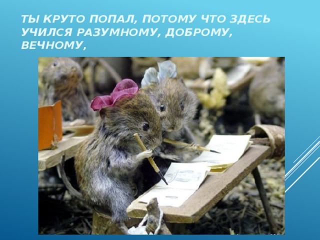 Ты круто попал, потому что здесь учился разумному, доброму, вечному , 