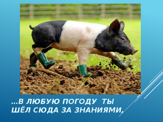 … в любую погоду ты шёл сюда за знаниями, 