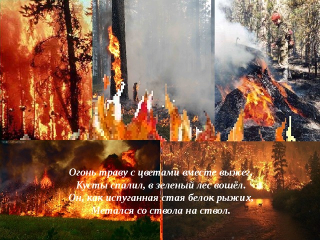 Огонь траву с цветами вместе выжег, Кусты спалил, в зеленый лес вошёл. Он, как испуганная стая белок рыжих, Метался со ствола на ствол.  