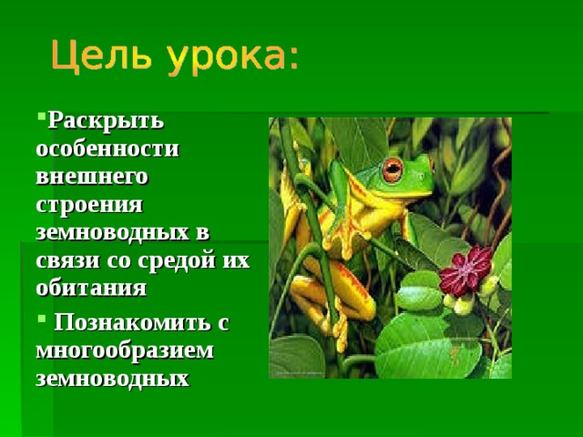 Раскрыть особенности внешнего строения земноводных в связи со средой их обитания  Познакомить с многообразием земноводных