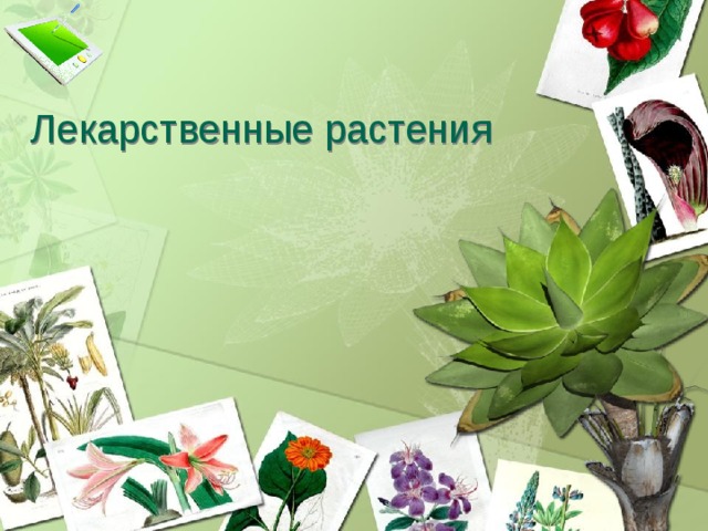 Лекарственные растения  