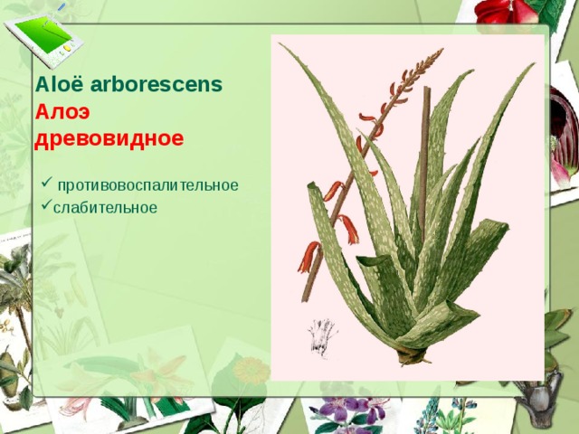 Aloё arborescens  Алоэ древовидное  противовоспалительное слабительное  