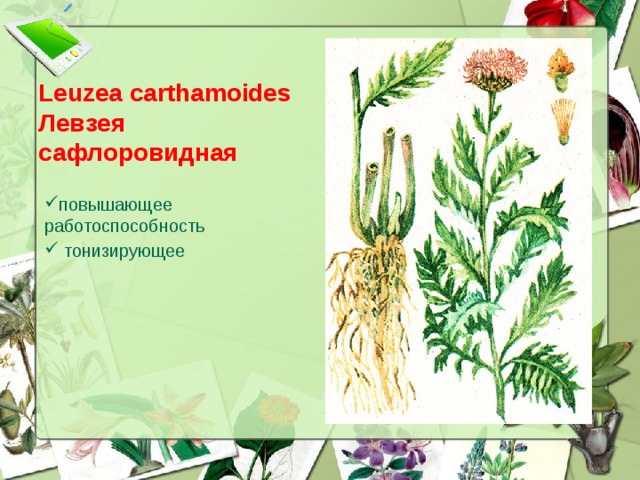 Leuzea carthamoides  Левзея сафлоровидная повышающее работоспособность  тонизирующее  