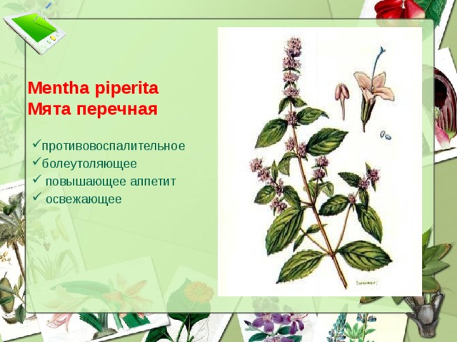 Mentha piperita  Мята перечная противовоспалительное болеутоляющее  повышающее аппетит  освежающее  