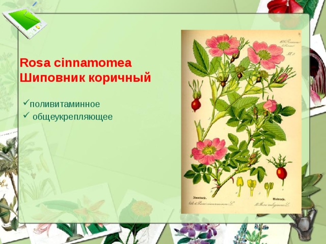Rosa cinnamomea  Шиповник коричный поливитаминное  общеукрепляющее  