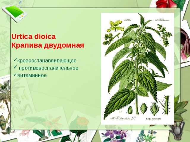 Urtica dioica  Крапива двудомная кровоостанавливающее  противовоспалительное витаминное  
