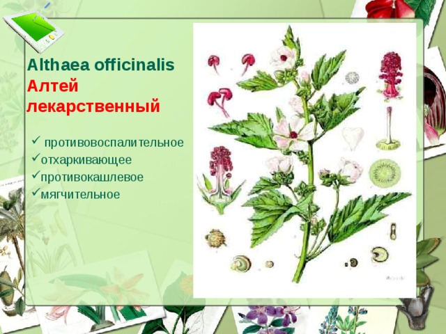 Althaea officinalis  Алтей лекарственный  противовоспалительное отхаркивающее противокашлевое мягчительное  