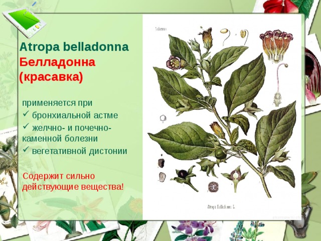 Atropa belladonna  Белладонна  (красавка) применяется при  бронхиальной астме  желчно- и почечно-каменной болезни  вегетативной дистонии Содержит сильно действующие вещества!  