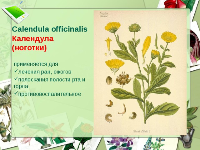 Calendula officinalis  Календула  (ноготки) применяется для лечения ран, ожогов полоскания полости рта и горла противовоспалительное  