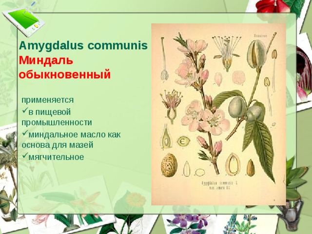 Amygdalus communis  Миндаль обыкновенный применяется в пищевой промышленности миндальное масло как основа для мазей мягчительное  