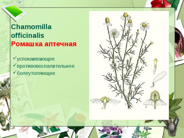 Chamomilla officinalis  Ромашка аптечная успокаивающее противовоспалительное болеутоляющее  