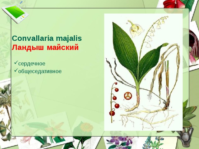Convallaria majalis  Ландыш майский сердечное общеседативное  